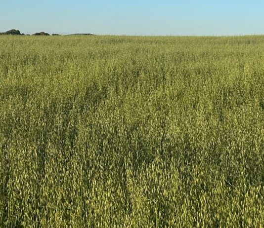 ASAJA pide a los fabricantes que incluyan la avena en la formulación de piensos compuestos