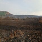 Concedidas dos líneas de ayuda para los propietarios afectados por los grandes incendios forestales del verano de 2025 en Castilla y León