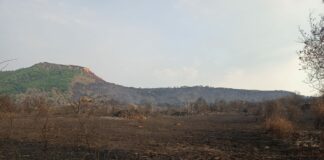 Concedidas dos líneas de ayuda para los propietarios afectados por los grandes incendios forestales del verano de 2025 en Castilla y León