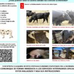 Francia: Prohibición de movimientos de ganado bovino debido a la Dermatosis Nodular Contagiosa