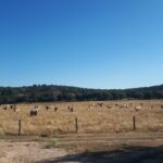 Incendios: Abierto el plazo para que los municipios afectados pueden solicitar la construcción de balsas para abastecimiento ganadero