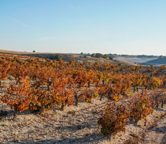ASAJA critica que se añada burocracia al viticultor de Ribera con una nueva declaración de cosecha de uva