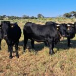 La Ganadería Extensiva, también ausente en las propuestas de la PAC 2028-2034