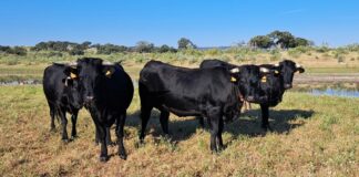 La Ganadería Extensiva, también ausente en las propuestas de la PAC 2028-2034