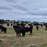 700 ganaderos reciben la ayuda al fomento de la cría de razas puras de Castilla y León