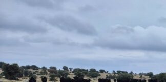 700 ganaderos reciben la ayuda al fomento de la cría de razas puras de Castilla y León