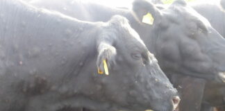 DNC: relativa calma tras no detectarse nuevos casos en bovino en España, sí en Francia