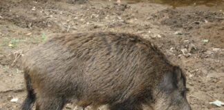 ASAJA pide un plan nacional que permita el control de una plaga de jabalíes que hoy es un peligro sanitario y de seguridad