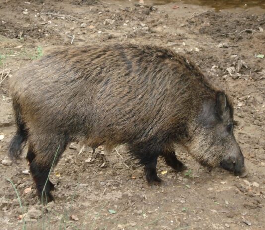 ASAJA pide un plan nacional que permita el control de una plaga de jabalíes que hoy es un peligro sanitario y de seguridad