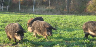Desde hoy y hasta 2027, nuevas medidas que facilitan la caza del jabalí para prevenir la peste porcina