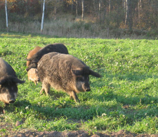 Desde hoy y hasta 2027, nuevas medidas que facilitan la caza del jabalí para prevenir la peste porcina
