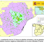 PPA: Cataluña amplía el foco de infección tras la aparición de nuevos positivos en jabalíes
