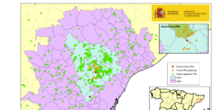 PPA: Cataluña amplía el foco de infección tras la aparición de nuevos positivos en jabalíes