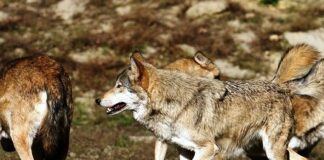 ASAJA pide a la Comisión Europea que exija a España el envío del censo actualizado del lobo