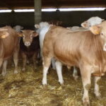 Importes unitarios provisionales de las ayudas asociadas para explotaciones de vacuno de cebo 2025