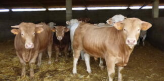 Importes unitarios provisionales de las ayudas asociadas para explotaciones de vacuno de cebo 2025