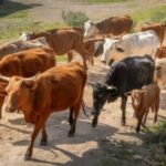 Importes unitarios definitivos de las Ayudas Asociadas a la Ganadería para la campaña 2025