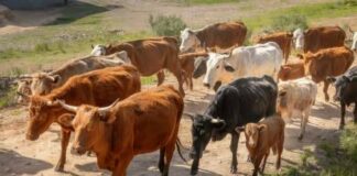 ASAJA denuncia la activación provisional del acuerdo con Mercosur sin garantías de reciprocidad real en las normas