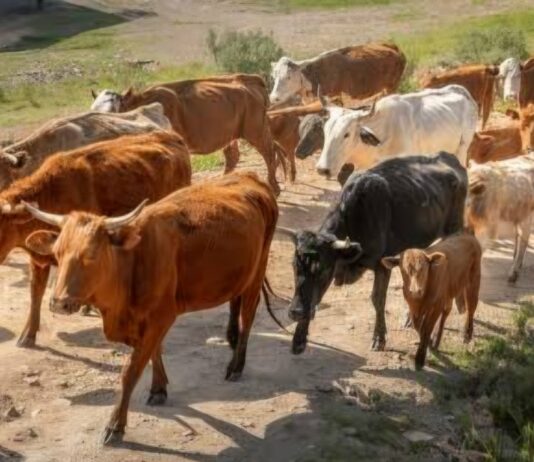 ASAJA denuncia la activación provisional del acuerdo con Mercosur sin garantías de reciprocidad real en las normas