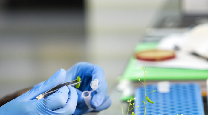 ASAJA valora el avance de Europa en regulación de la edición genética para blindar sus cultivos frente al clima y pide su rápida aprobación final