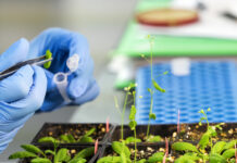 ASAJA valora el avance de Europa en regulación de la edición genética para blindar sus cultivos frente al clima y pide su rápida aprobación final