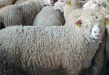 Los ganaderos afrontan el esquileo de sus rebaños una vez más con pérdidas, aunque se aprecia una tendencia al alza en el precio de la lana