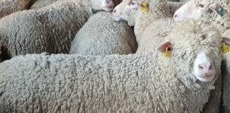 Los ganaderos afrontan el esquileo de sus rebaños una vez más con pérdidas, aunque se aprecia una tendencia al alza en el precio de la lana