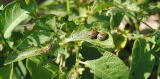 Aviso del Observatorio de Plagas de Castilla y León: escarabajo de la patata