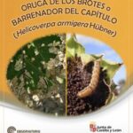 Aviso del Observatorio de Plagas de Castilla y Léon: detección de Helicoverpa en girasol y garbanzo