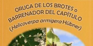 Aviso del Observatorio de Plagas de Castilla y Léon: detección de Helicoverpa en girasol y garbanzo