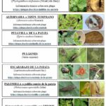 Boletín fitosanitario de la patata: palomilla, escarabajo, alternaria
