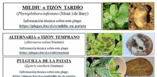 Boletín fitosanitario de la patata: palomilla, escarabajo, alternaria