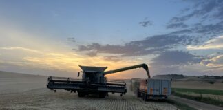 ASAJA recibe con optimismo la subida de los cereales aunque advierte de la volatilidad de los mercados
