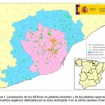 Peste porcina africana: actualización a 3/09/2026
