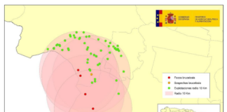 Brucelosis bovina: actualización datos en Extremadura (14/09/2026)