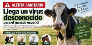 Prevención ante la aparición de Shamonda, un virus desconocido para el ganado español