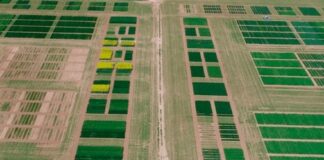 REVCYL: resultados de los ensayos de variedades de cereales de invierno en Castilla y León en la campaña 2025/2026
