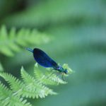 Concurso fotografía juvenil 2012