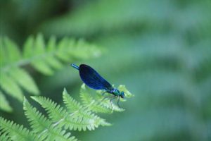 Concurso fotografía juvenil 2012