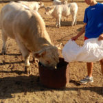 planes de incorporacion