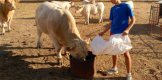 AYUDAS MODERNIZACIÓN DE EXPLOTACIONES