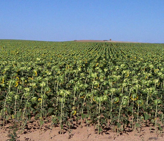 ASAJA critica que la Junta excluya a las sociedades mercantiles de las ayudas a la sequía Girasol