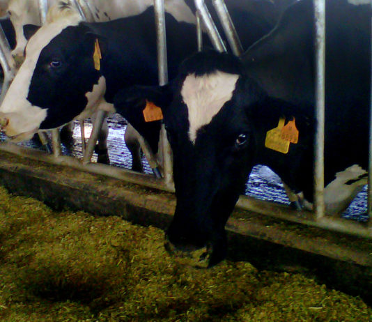 Asaja reclama estabilidad de rentas y mercados para los agricultores y ganaderos Vacuno leche