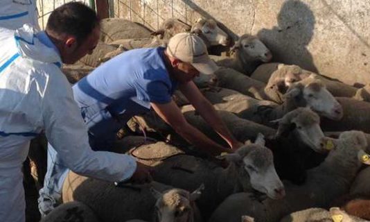 Asaja pide a la Junta una demora en la obligación de tramitar electrónicamente las guías de ganado