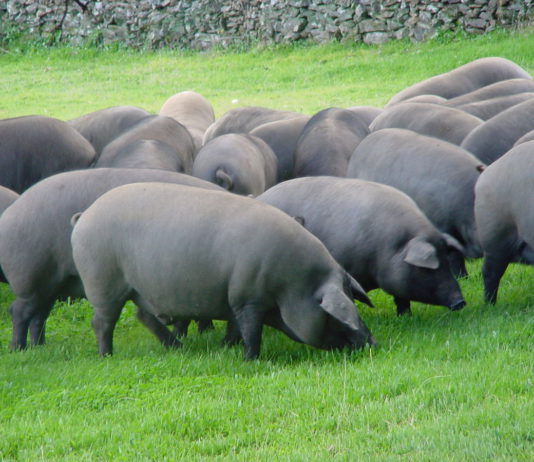 Asaja apoya los cambios en el porcino ibérico aprobados por la interprofesional del sector