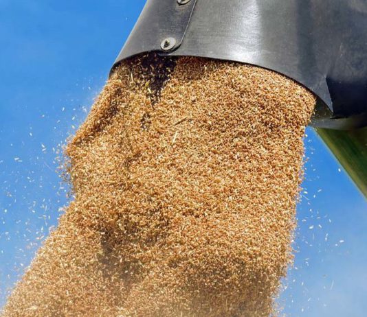 Asaja exige que Castilla y León se beneficie de la tendencia alcista del precio del cereal