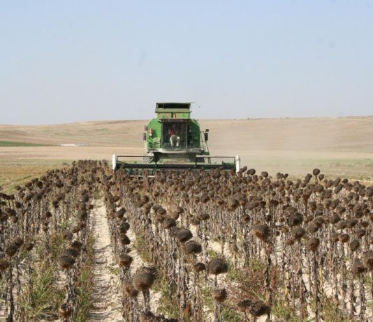 La importación hunde los precios e impide remontar al girasol pese a las buenas producciones de este año