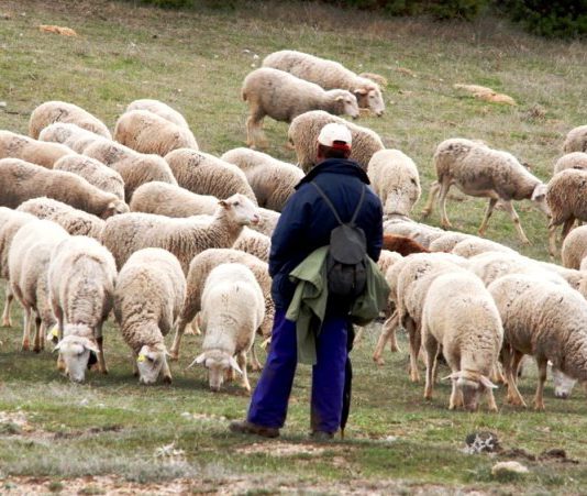 Los ganaderos de ovino de Castilla y León, de nuevo en la calle el martes 30 de octubre