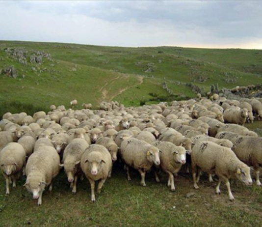 Protesta ganaderos de ovino de leche de Castilla y León