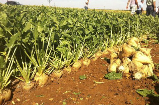 Asaja considera desacertada la medida impuesta por AB Azucarera S.L.